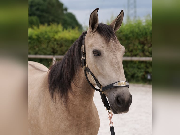 Andaluso Giumenta 6 Anni 153 cm Falbo in Neustadt (Wied)