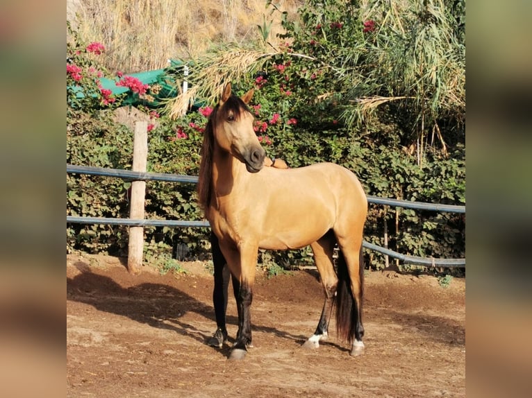 Andaluso Giumenta 6 Anni 153 cm Falbo in Adra Almeria