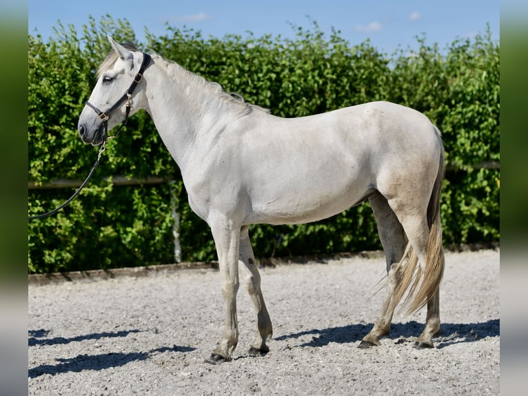 Andaluso Giumenta 6 Anni 153 cm Grigio in Neustadt (Wied)