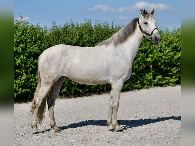 Andaluso Giumenta 6 Anni 153 cm Grigio in Neustadt (Wied)