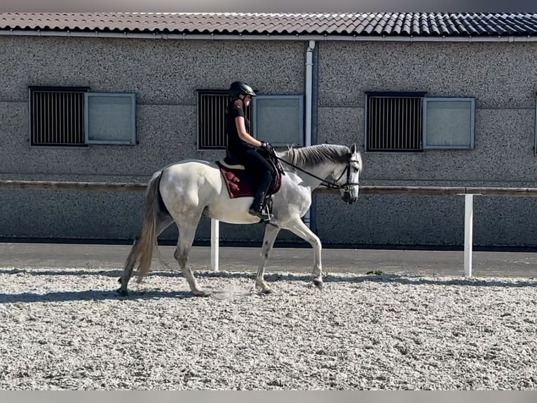 Andaluso Giumenta 6 Anni 153 cm Grigio in Neustadt (Wied)