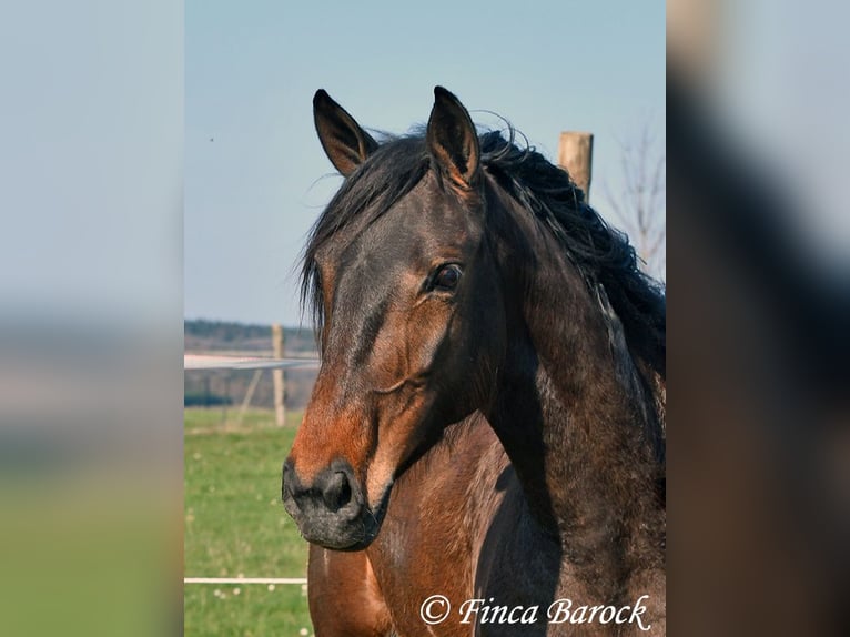 Andaluso Giumenta 6 Anni 156 cm Baio in Wiebelsheim