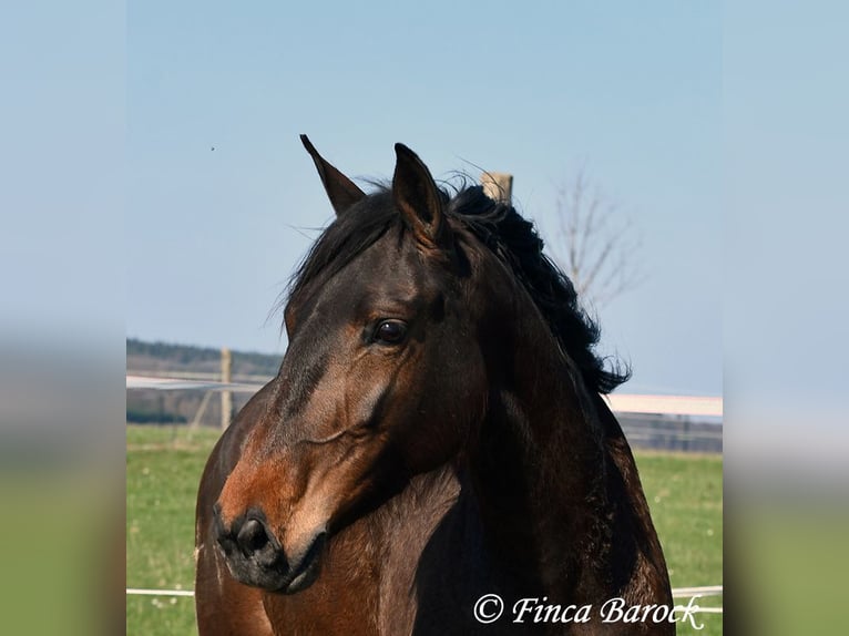 Andaluso Giumenta 6 Anni 156 cm Baio in Wiebelsheim