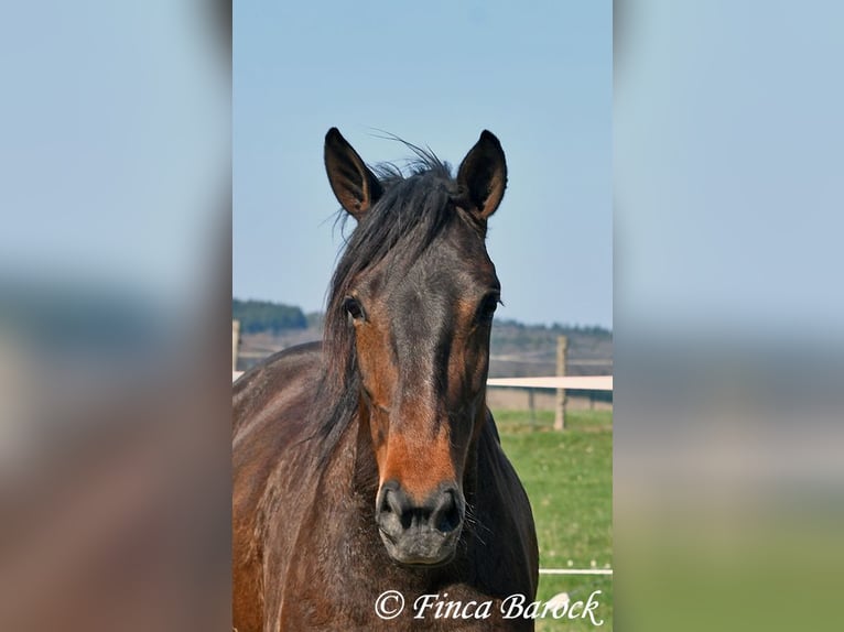 Andaluso Giumenta 6 Anni 156 cm Baio in Wiebelsheim