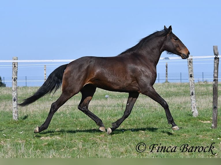 Andaluso Giumenta 6 Anni 156 cm Baio in Wiebelsheim