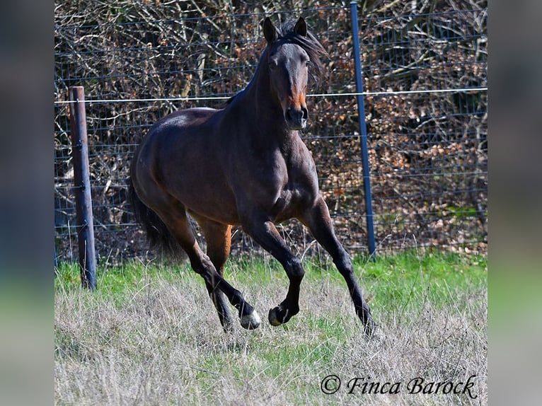 Andaluso Giumenta 6 Anni 156 cm Baio in Wiebelsheim