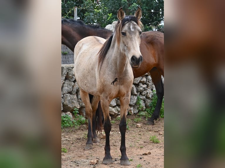 Andaluso Giumenta 6 Anni 156 cm Falbo in Mallorca