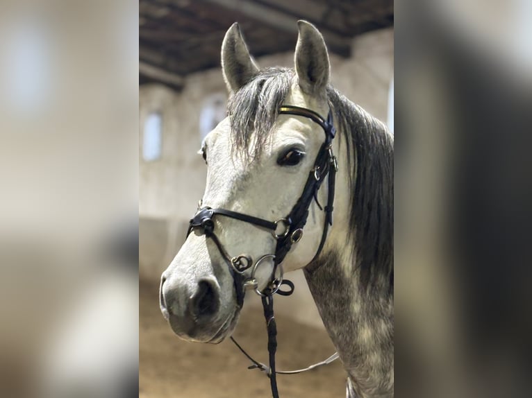 Andaluso Mix Giumenta 6 Anni 156 cm Grigio in Váckisújfalu