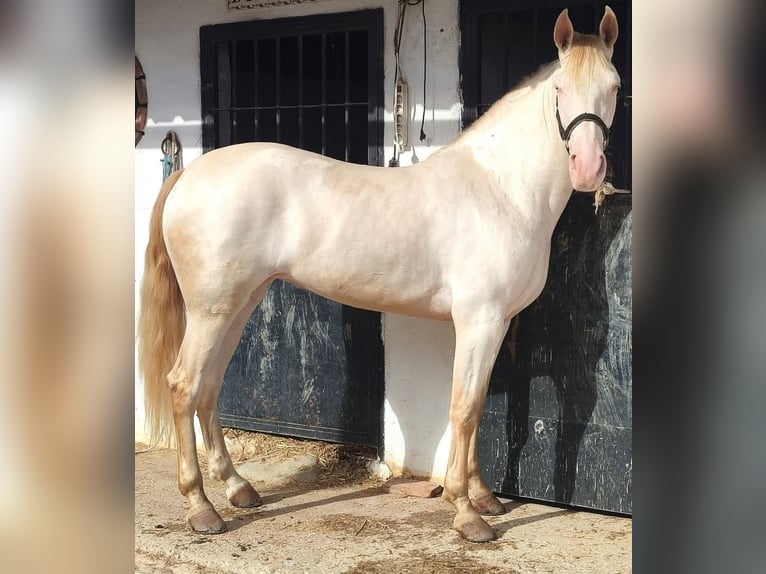 Andaluso Giumenta 6 Anni 158 cm Perlino in Hinojosa Del Duque