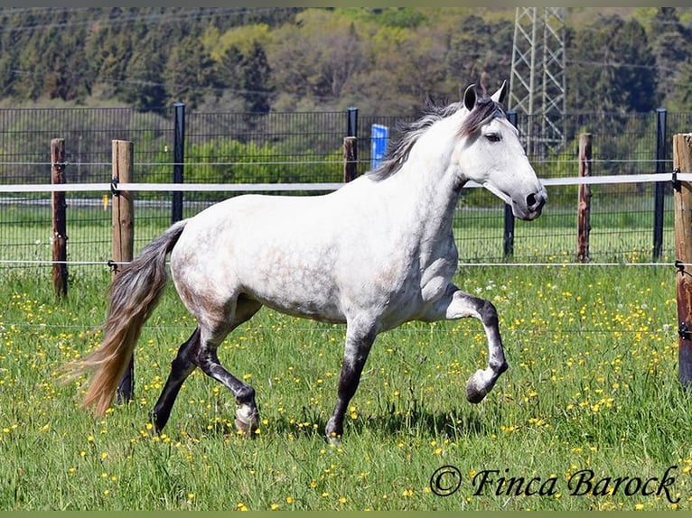 Andaluso Giumenta 6 Anni 159 cm Grigio in Wiebelsheim