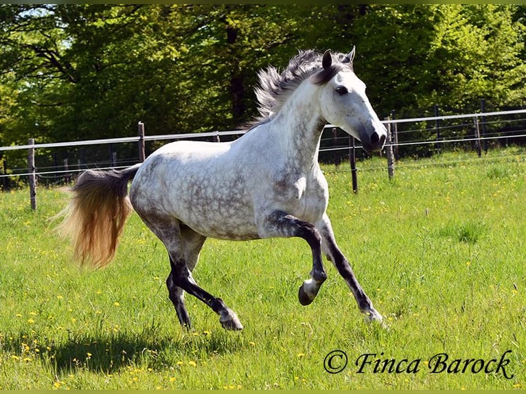 Andaluso Giumenta 6 Anni 159 cm Grigio in Wiebelsheim