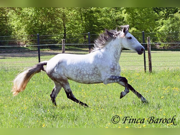 Andaluso Giumenta 6 Anni 159 cm Grigio in Wiebelsheim
