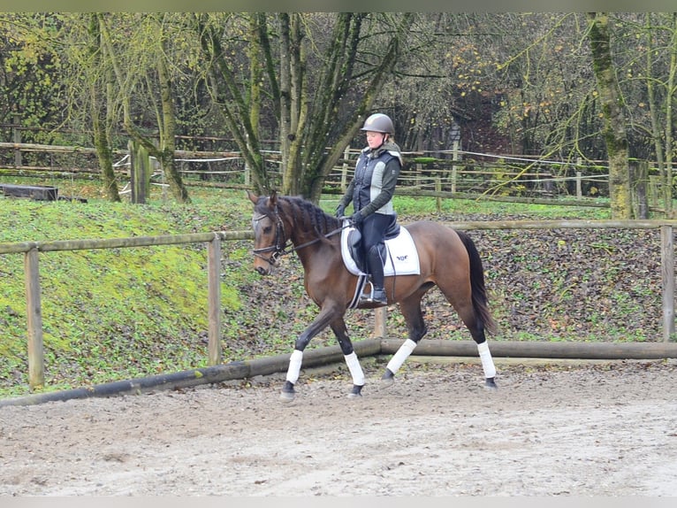 Andaluso Giumenta 6 Anni 160 cm Baio in Wellheim