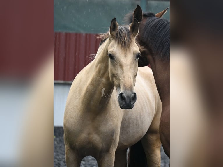 Andaluso Giumenta 6 Anni 161 cm Falbo in Provinz Malaga