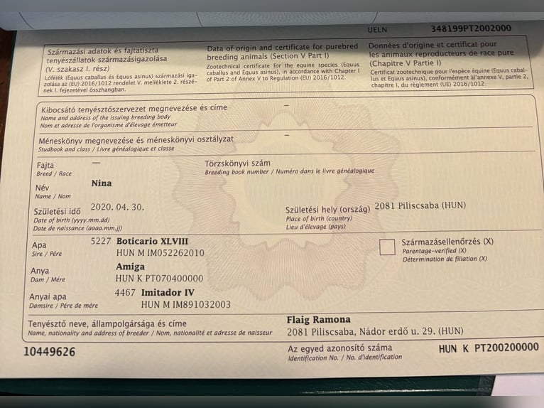 Andaluso Mix Giumenta 6 Anni 163 cm Grigio in Váckisújfalu