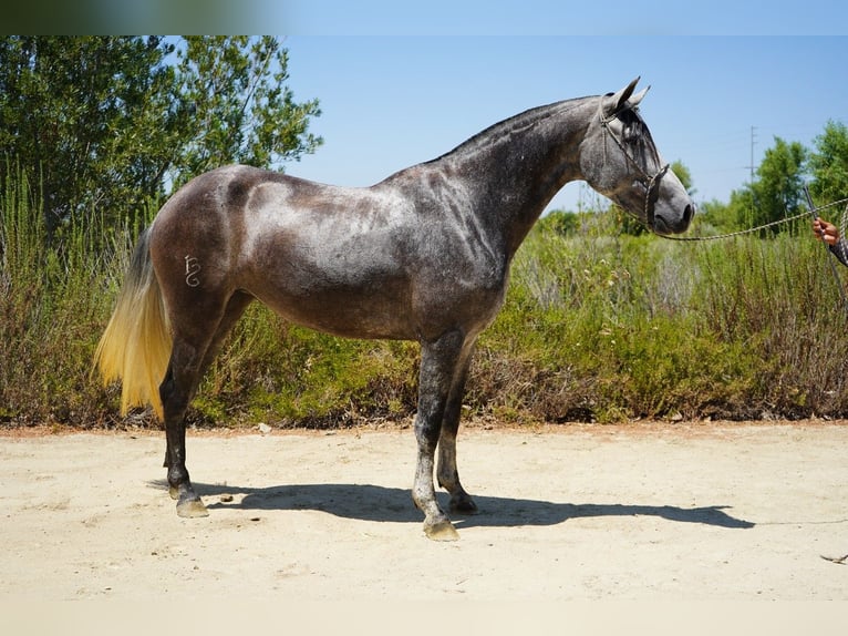 Andaluso Giumenta 6 Anni 163 cm Grigio in Corona, CA