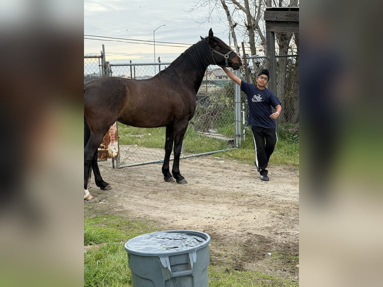 Andaluso Giumenta 6 Anni 163 cm Sauro scuro in Manteca