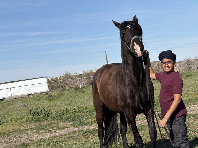 Andaluso Giumenta 6 Anni 163 cm Sauro scuro in Manteca