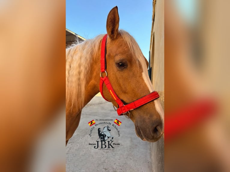 Andaluso Giumenta 6 Anni 164 cm Palomino in Tabernas Almeria