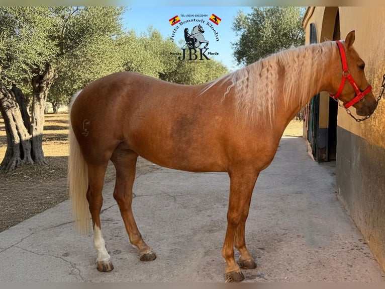 Andaluso Giumenta 6 Anni 164 cm Palomino in Tabernas Almeria