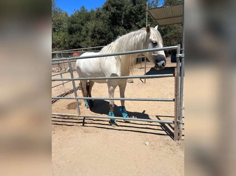 Andaluso Giumenta 6 Anni Bianco in Lake Forest