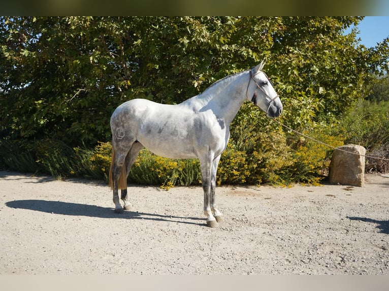 Andaluso Giumenta 6 Anni Grigio in Corona, CA
