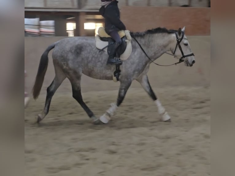 Andaluso Giumenta 6 Anni Grigio in Schwäbisch Gmünd