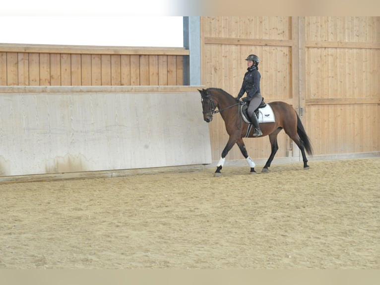 Andaluso Giumenta 7 Anni 152 cm Baio in Wellheim
