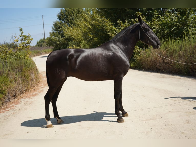 Andaluso Giumenta 7 Anni 152 cm Morello in Corona