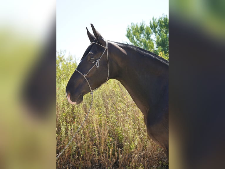Andaluso Giumenta 7 Anni 152 cm Morello in Corona