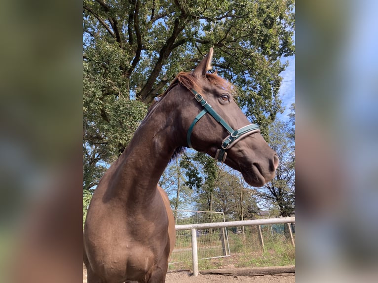 Andaluso Giumenta 7 Anni 155 cm Baio scuro in Hohenbocka