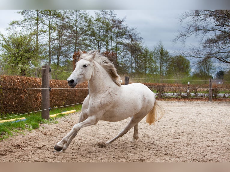 Andaluso Giumenta 7 Anni 155 cm Grigio in Leezdorf