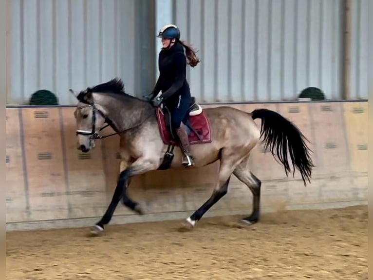 Andaluso Giumenta 7 Anni 156 cm Falbo in Neustadt (Wied)