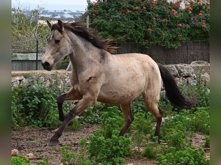 Andaluso Giumenta 7 Anni 156 cm Falbo in Mallorca