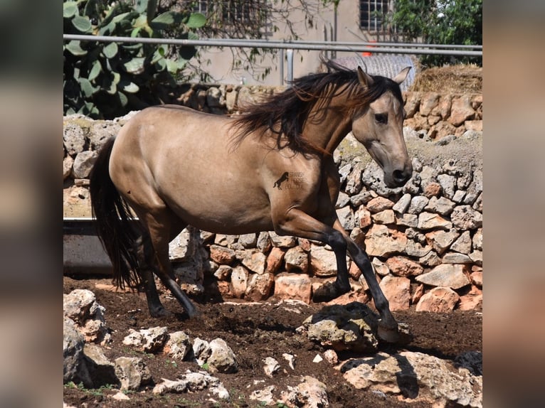Andaluso Giumenta 7 Anni 157 cm Falbo in Mallorca