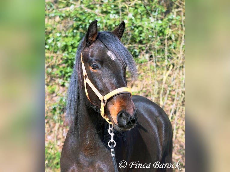 Andaluso Giumenta 7 Anni 159 cm Baio nero in Wiebelsheim