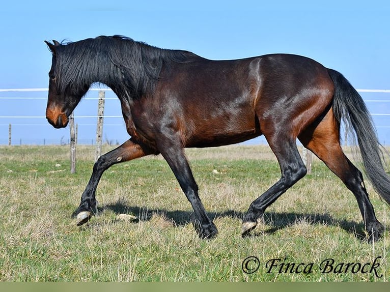 Andaluso Giumenta 7 Anni 159 cm Baio nero in Wiebelsheim
