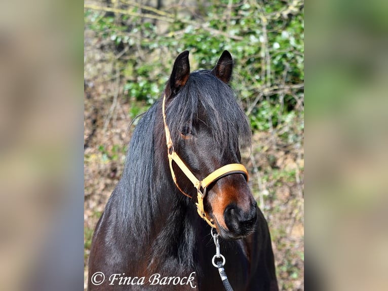 Andaluso Giumenta 7 Anni 159 cm Baio nero in Wiebelsheim