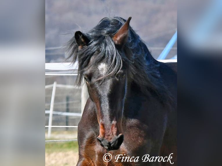 Andaluso Giumenta 7 Anni 159 cm Baio nero in Wiebelsheim