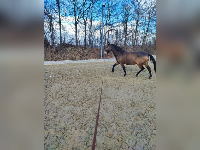 Andaluso Giumenta 7 Anni 160 cm Falbo in Taufkirchen