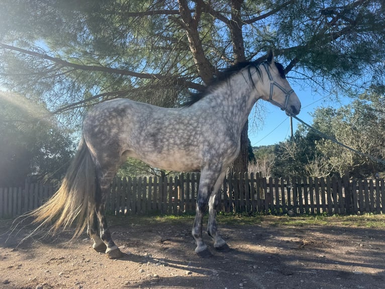 Andaluso Giumenta 7 Anni 160 cm Grigio pezzato in Barcelona