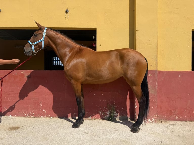 Andaluso Giumenta 7 Anni 164 cm Baio in Terrassa