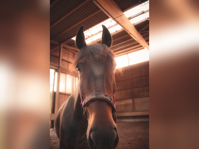 Andaluso Giumenta 7 Anni 165 cm  in Nauen