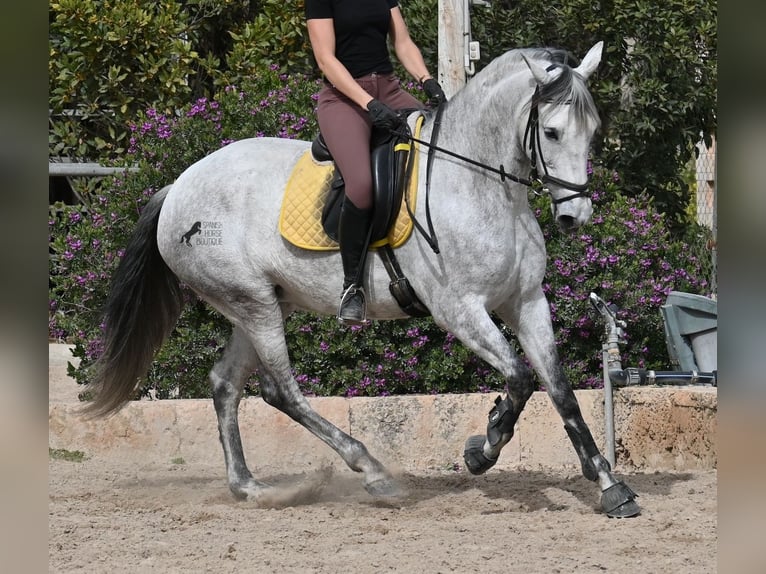 Andaluso Giumenta 7 Anni 165 cm Grigio in Mallorca