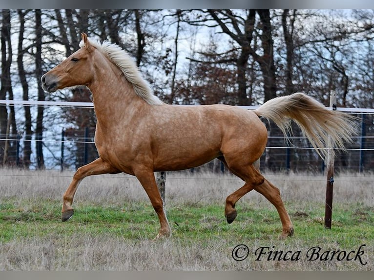 Andaluso Giumenta 7 Anni 165 cm Palomino in Wiebelsheim