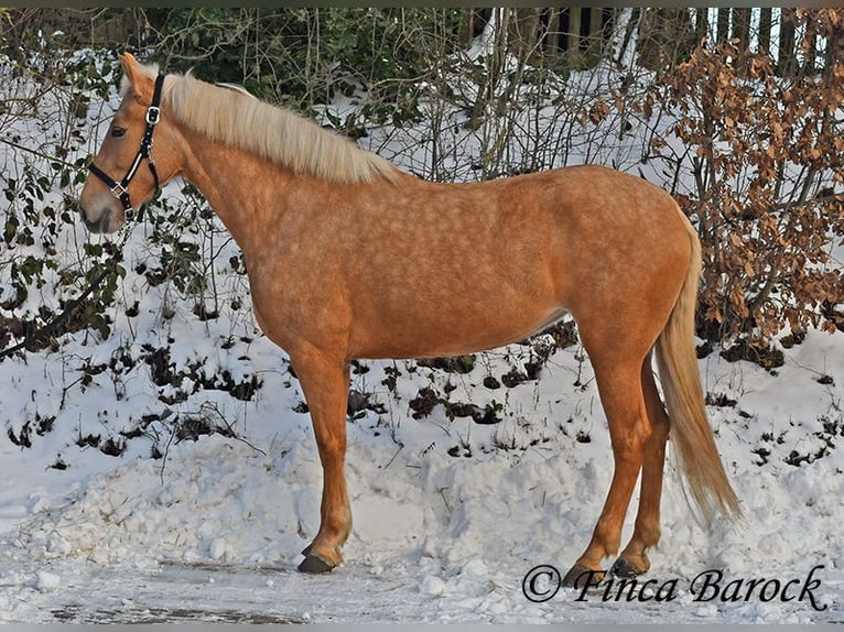 Andaluso Giumenta 7 Anni 165 cm Palomino in Wiebelsheim