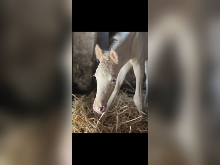 Andaluso Giumenta 8 Anni 150 cm Cremello in Haltern am See