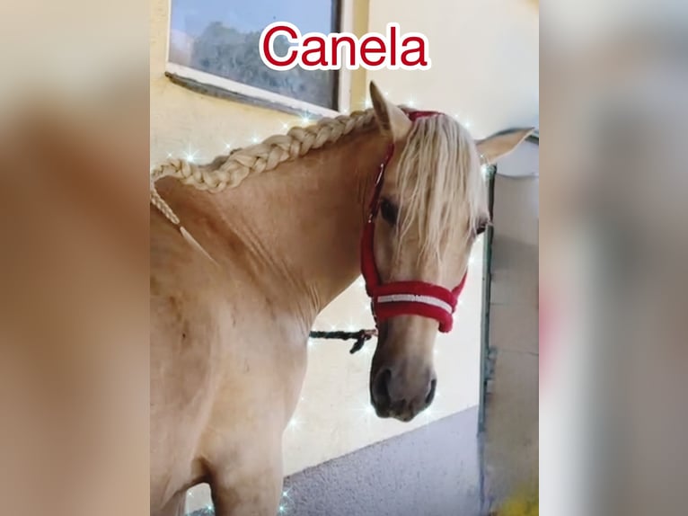 Andaluso Giumenta 8 Anni 157 cm Palomino in Koppl