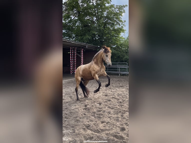 Andaluso Giumenta 8 Anni 159 cm Falbo in Nienhagen