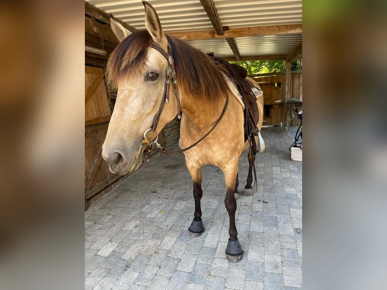 Andaluso Giumenta 8 Anni 159 cm Falbo in Nienhagen